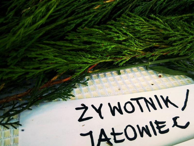 Żywotnik i jałowiec